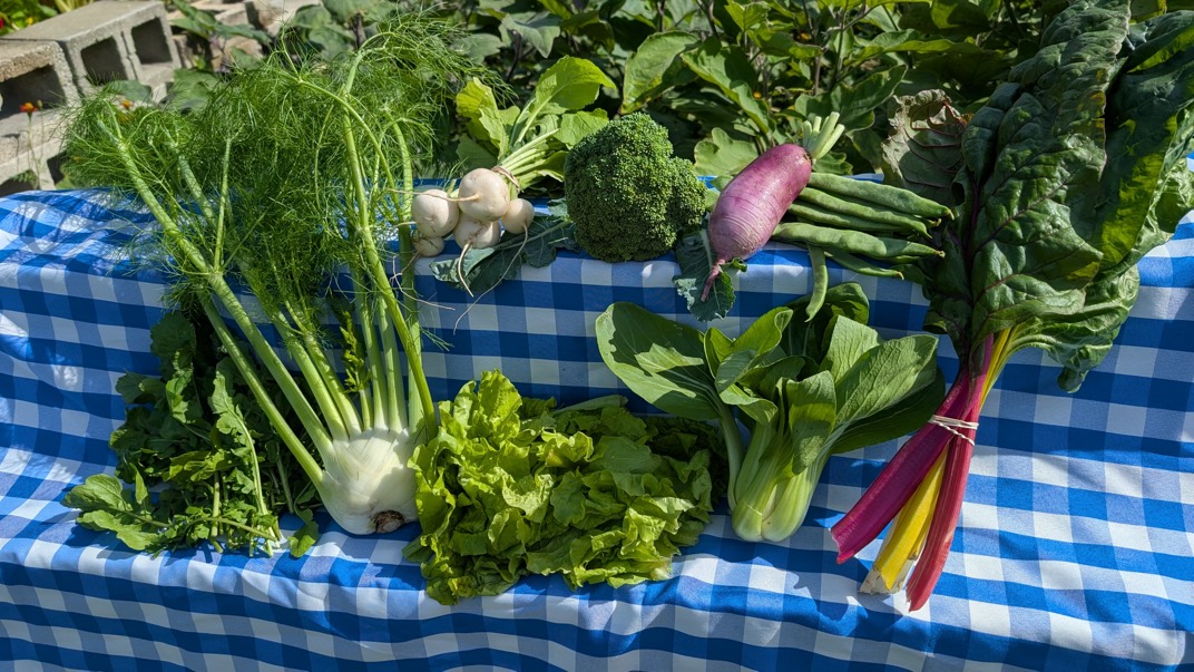 A weekly share laid out on a table — fennel, salad turnips, broccoli, watermelon radish, beans, rainbow chard, lettuce, bok choy and cilantro