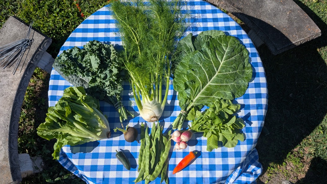 A weekly share seen from above — kale, fennel, collard greens, escarole, mustard greens, beans, a beet, radishes, a cucumber and a sweet pepper