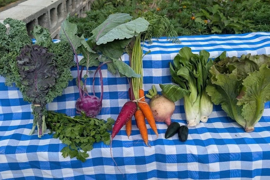 A weekly share laid out on a table — curly kale, purple kale, kohlrabi, beet greens, cilantro, rainbow carrots, a salad turnip, bok choy, red leaf lettuce and jalapeños