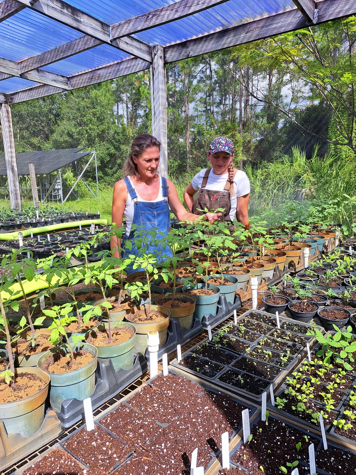 Sarah and Laurie tending seedlings in the nursery