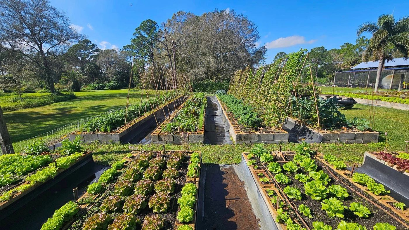 Rows of lettuce and trellised beds in full season at Organic Oasis