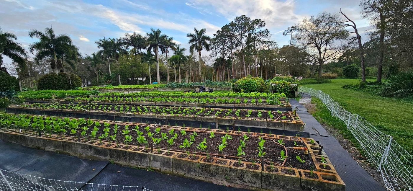 Rows of raised beds at the farm