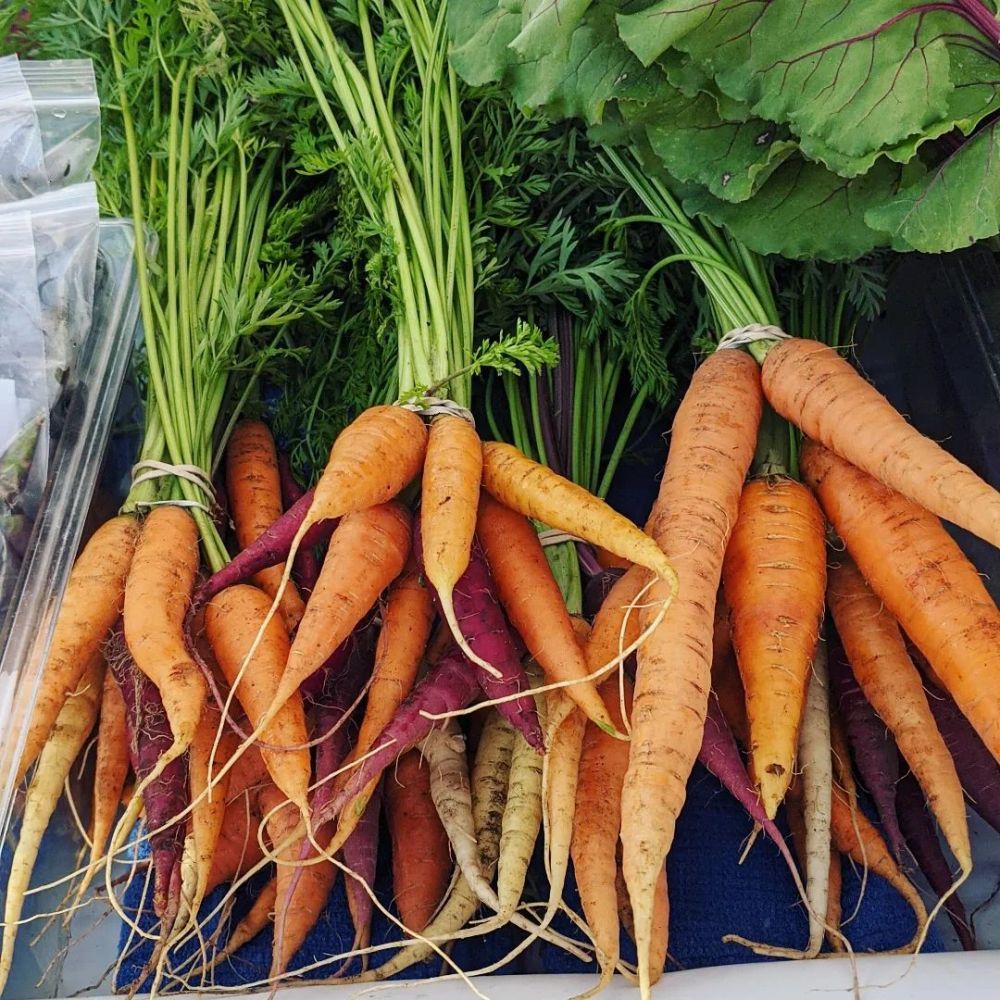 Rainbow carrot harvest