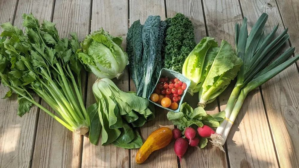 Fresh greens, herbs, and radishes laid out