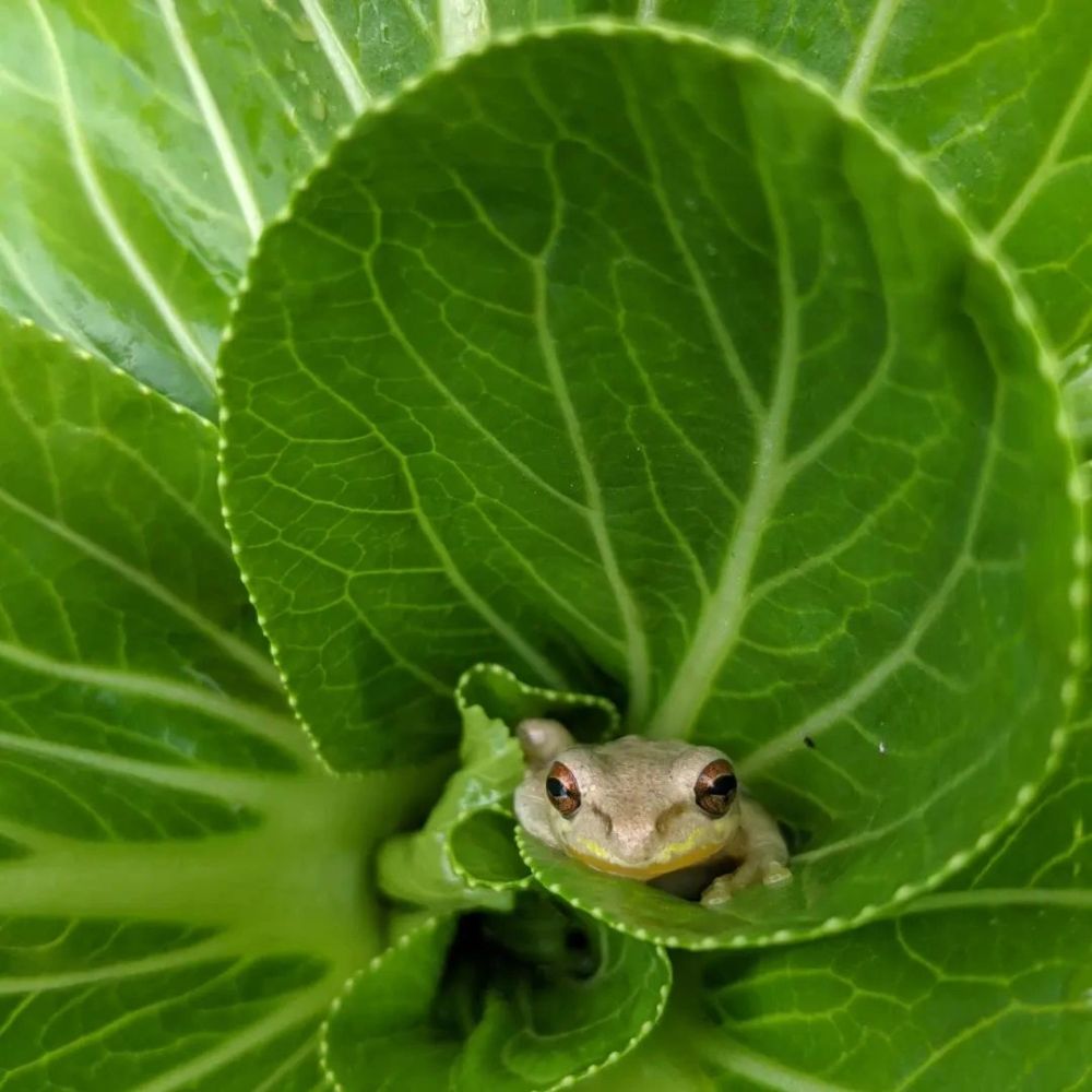 A tree frog resting inside a lettuce leaf